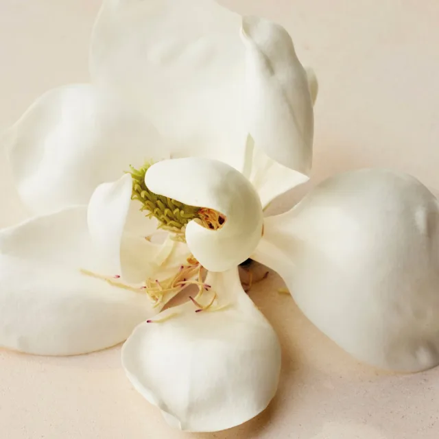 Atelier Des Fleurs Magnolia Alba, фото 3