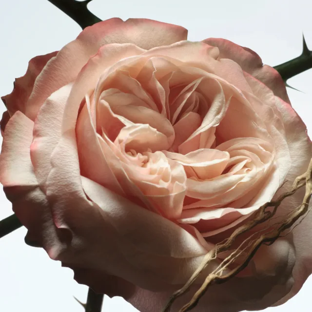Rosa Carnivora, фото 3