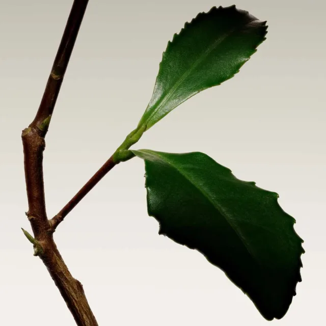 Thé Yulong, фото 6
