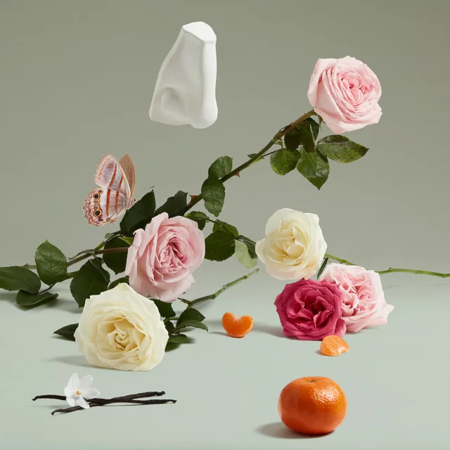 The Coveted Duchess Rose, фото 3