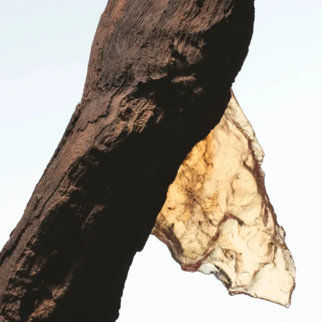Rock the Myrrh, фото 3